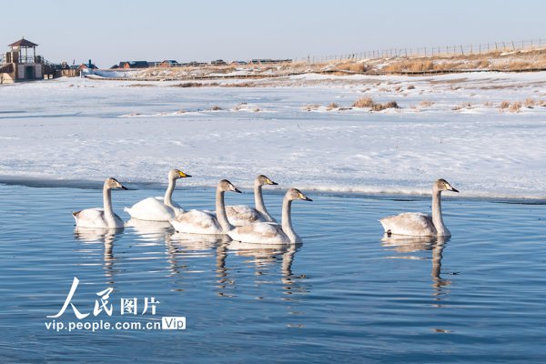 新疆巴里坤：天鹅游弋