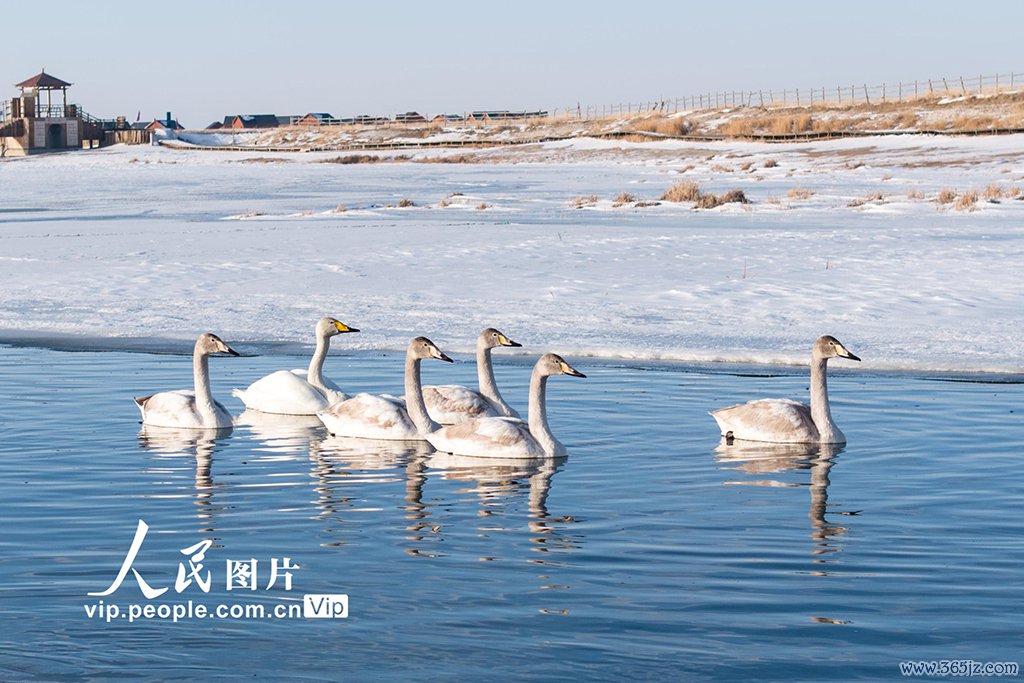 新疆巴里坤：天鹅游弋